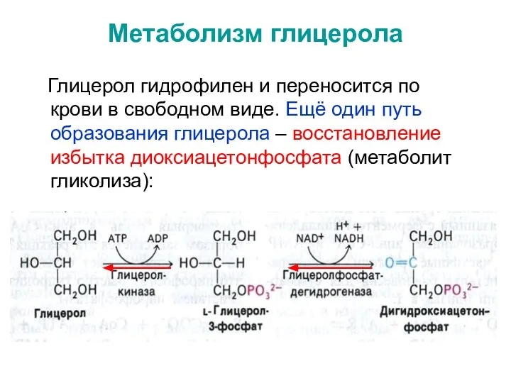 Метаболизм глицерола Глицерол гидрофилен и переносится по крови в свободном виде.