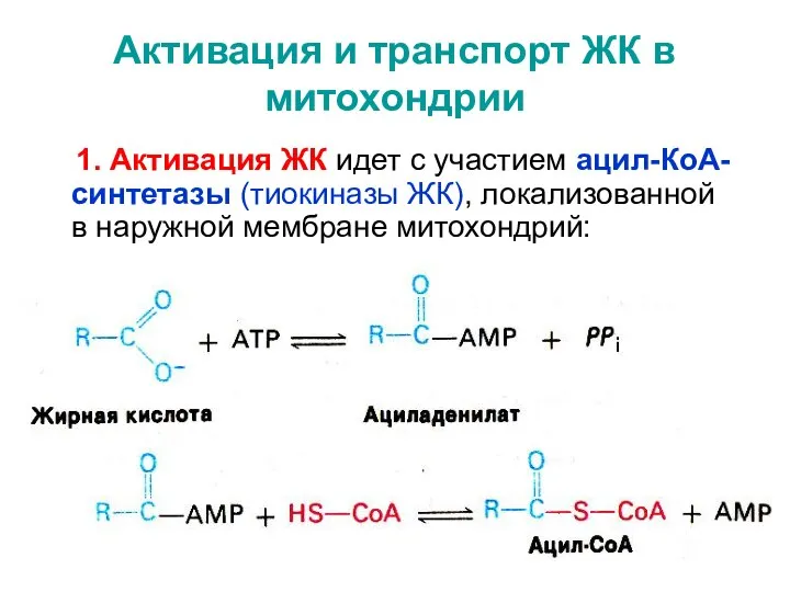 Активация и транспорт ЖК в митохондрии 1. Активация ЖК идет с