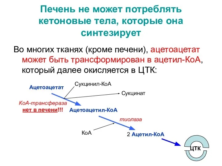 Печень не может потреблять кетоновые тела, которые она синтезирует Во многих