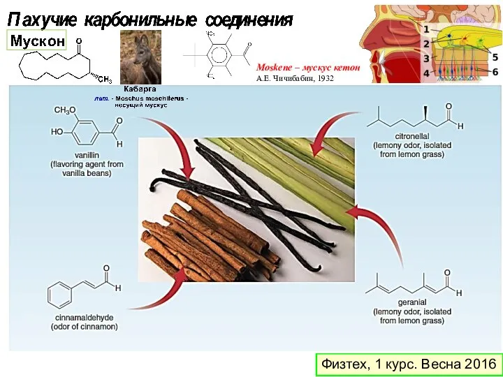 Физтех, 1 курс. Весна 2016 Moskene – мускус кетон А.Е. Чичибабин, 1932