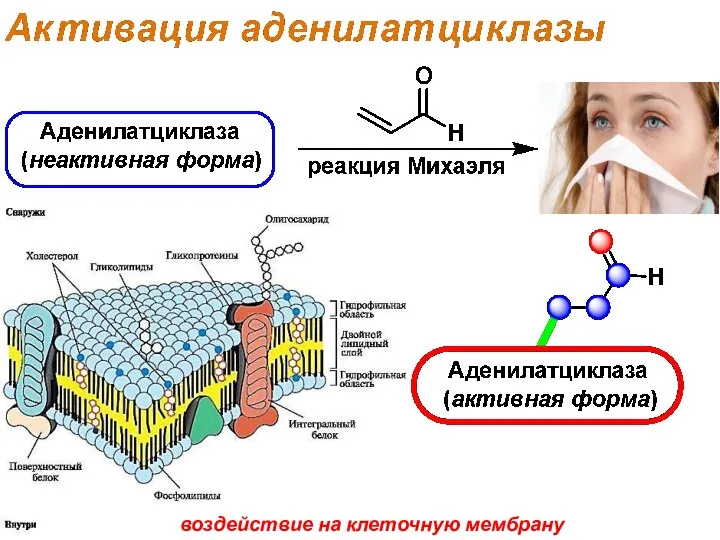 воздействие на клеточную мембрану