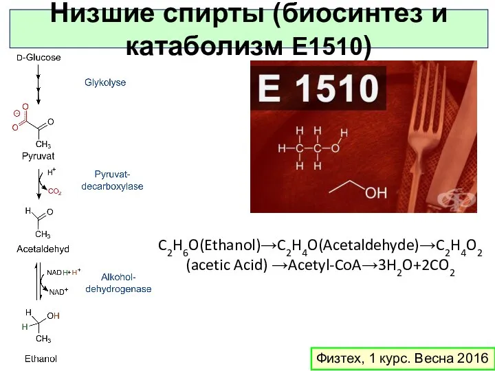 Физтех, 1 курс. Весна 2016 Низшие спирты (биосинтез и катаболизм E1510) C2H6O(Ethanol)→C2H4O(Acetaldehyde)→C2H4O2 (acetic Acid) →Acetyl-CoA→3H2O+2CO2