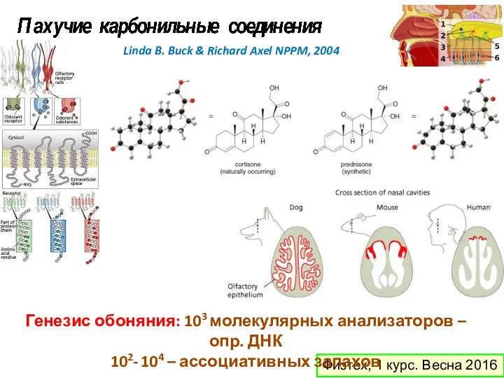 Физтех, 1 курс. Весна 2016 Генезис обоняния: 103 молекулярных анализаторов –