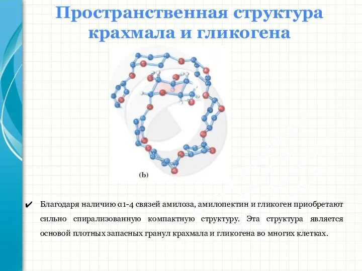 Южный федеральный университет Кафедра биохимии и микробиологии Пространственная структура крахмала и