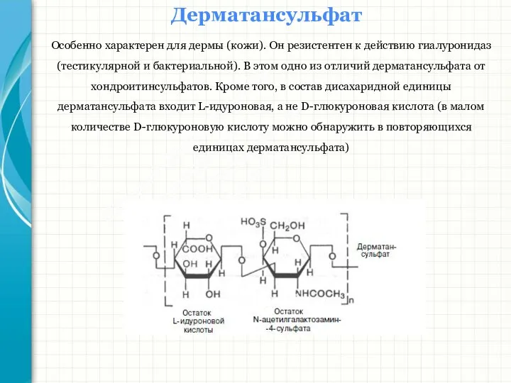 Южный федеральный университет Кафедра биохимии и микробиологии Дерматансульфат Особенно характерен для