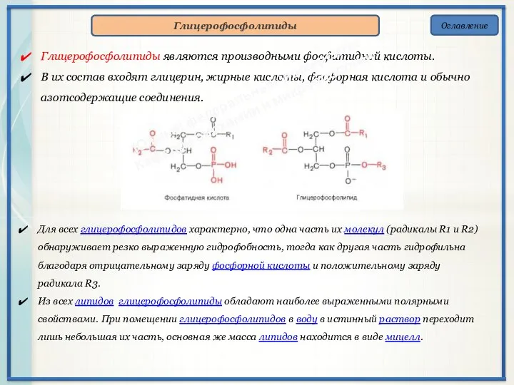 Оглавление Глицерофосфолипиды Глицерофосфолипиды являются производными фосфатидной кислоты. В их состав входят