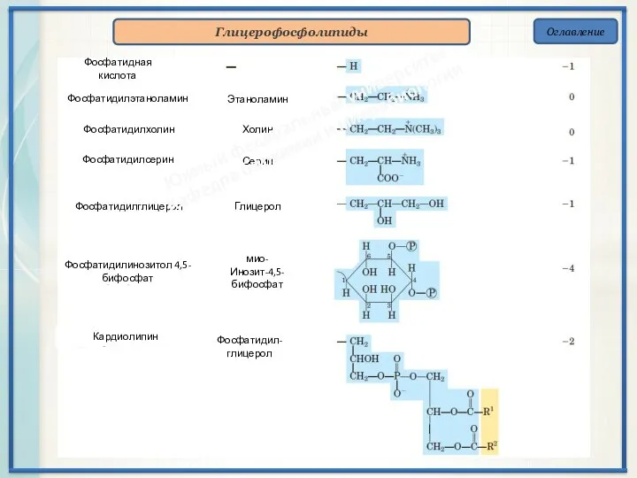Оглавление Глицерофосфолипиды Фосфатидная кислота Фосфатидилэтаноламин Фосфатидилхолин Фосфатидилсерин Фосфатидилглицерол Фосфатидилинозитол 4,5-бифосфат Кардиолипин