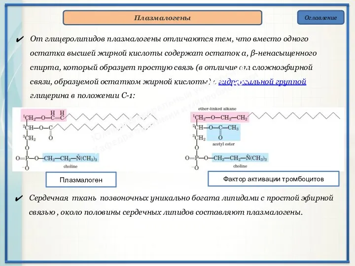 Оглавление Плазмалогены От глицеролипидов плазмалогены отличаются тем, что вместо одного остатка