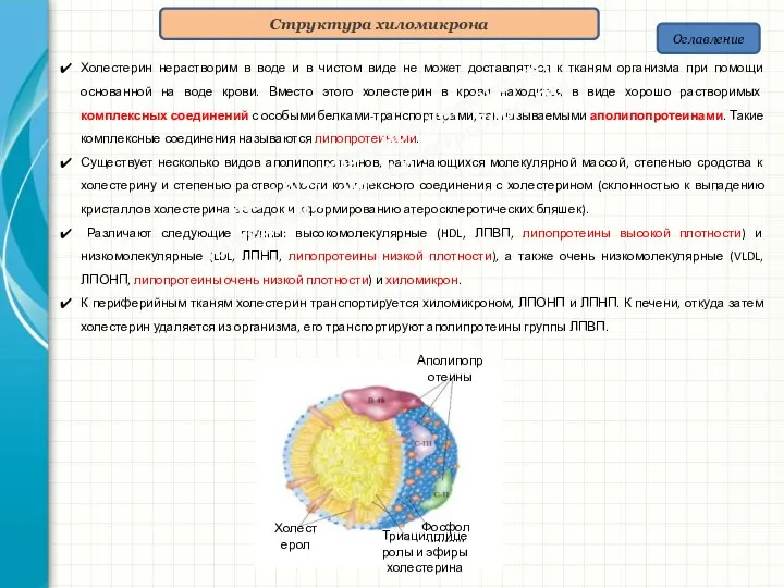 Оглавление Структура хиломикрона Холестерин нерастворим в воде и в чистом виде