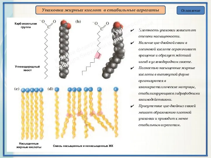Оглавление Упаковка жирных кислот в стабильные агрегаты Плотность упаковки зависит от