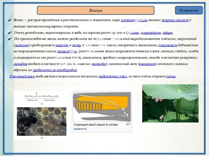 Оглавление Воска Воска — распространённые в растительном и животном мире сложные
