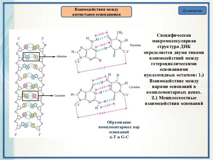 Оглавление Взаимодействия между азотистыми основаниями Образование комплментарных пар оснований А-Т и