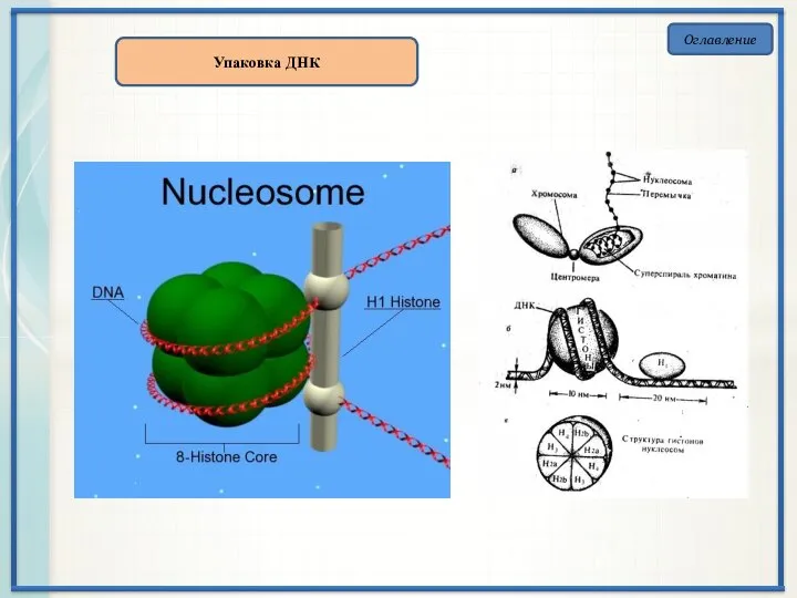 Оглавление Упаковка ДНК