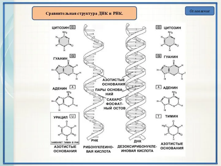 Оглавление Сравнительная структура ДНК и РНК.
