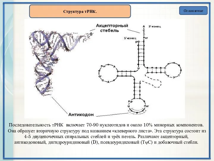 Оглавление Структура тРНК. Последовательность тРНК включает 70-90 нуклеотидов и около 10%