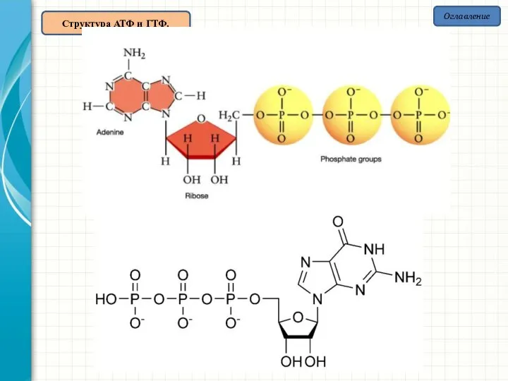 Структура АТФ и ГТФ. Оглавление