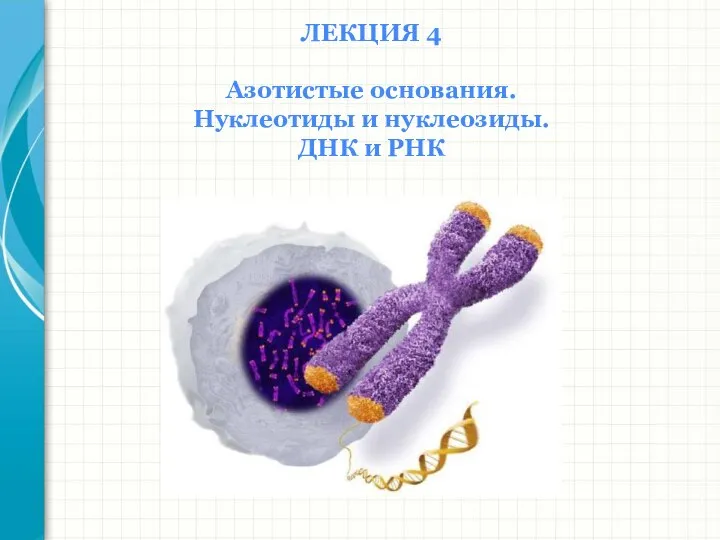 ЛЕКЦИЯ 4 Азотистые основания. Нуклеотиды и нуклеозиды. ДНК и РНК