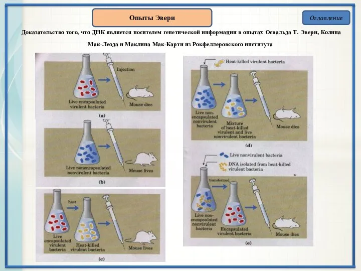 Оглавление Опыты Эвери Доказательство того, что ДНК является носителем генетической информации