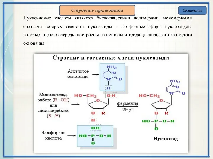 Оглавление Нуклеиновые кислоты являются биологическими полимерами, мономерными звеньями которых являются нуклеотиды