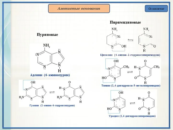 Оглавление Азотистые основания Пиримидиновые Пуриновые