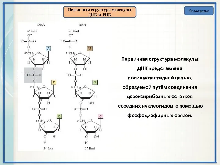 Оглавление Первичная структура молекулы ДНК и РНК Первичная структура молекулы ДНК