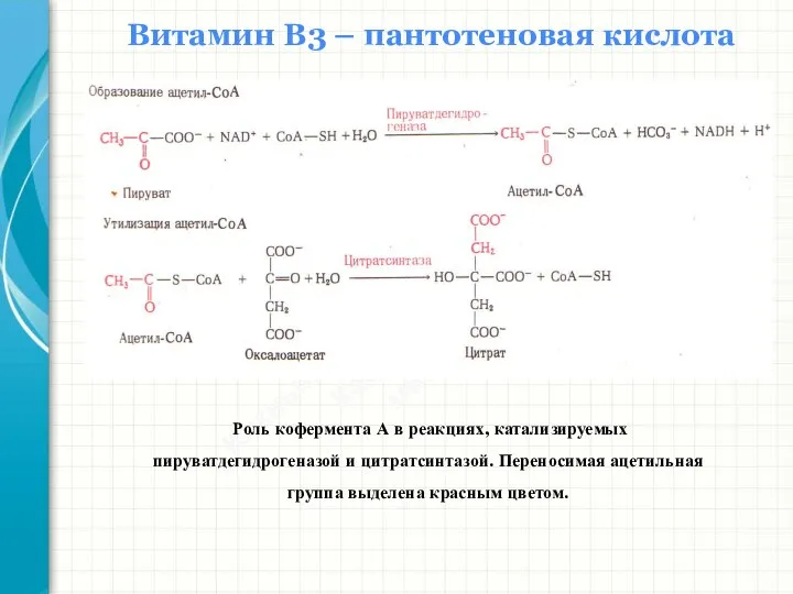 Южный федеральный университет Кафедра биохимии и микробиологии Витамин В3 – пантотеновая кислота