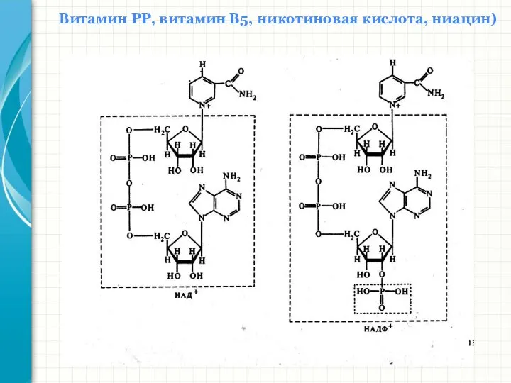 Южный федеральный университет Кафедра биохимии и микробиологии Витамин РР, витамин В5, никотиновая кислота, ниацин)