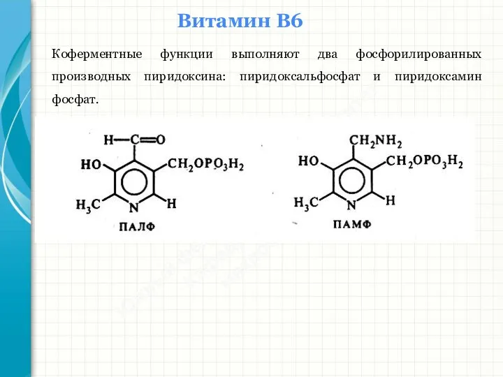 Южный федеральный университет Кафедра биохимии и микробиологии Витамин В6 Коферментные функции