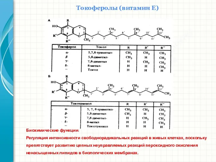 Южный федеральный университет Кафедра биохимии и микробиологии Токоферолы (витамин Е)