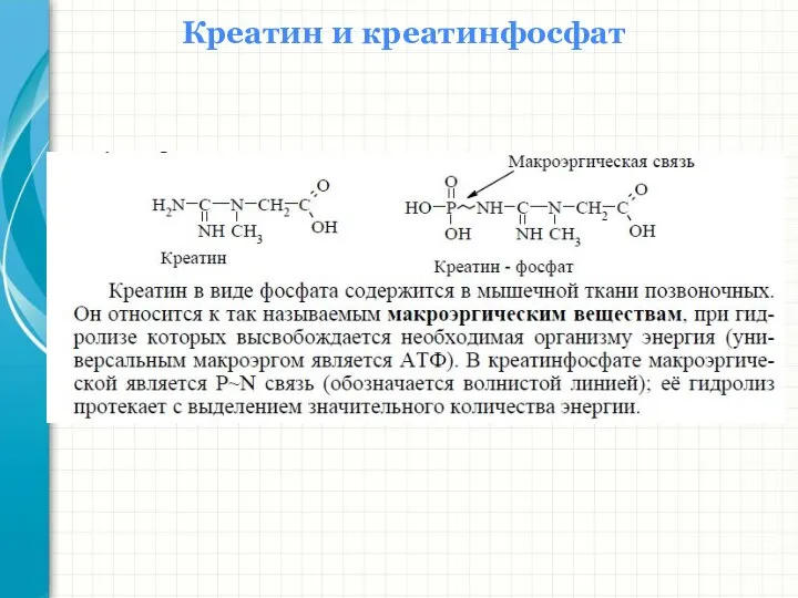 Креатин и креатинфосфат