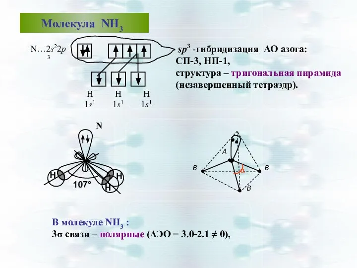 Молекула NН3 sp3 -гибридизация АО азота: СП-3, НП-1, структура – тригональная