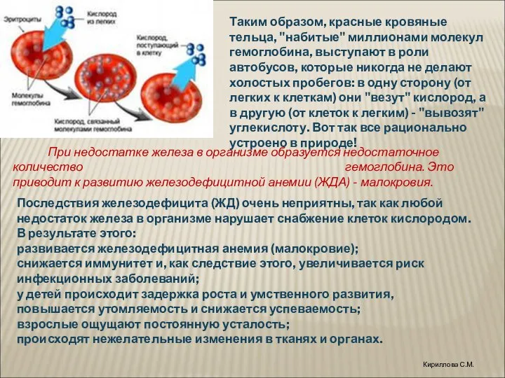 Таким образом, красные кровяные тельца, "набитые" миллионами молекул гемоглобина, выступают в