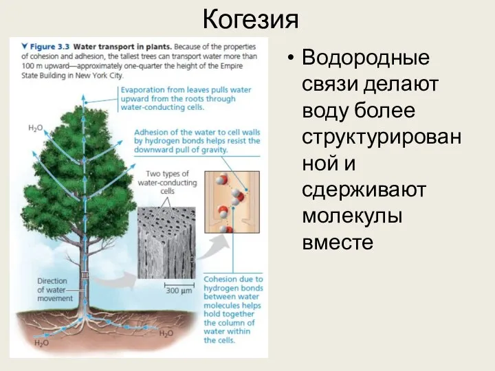 Когезия Водородные связи делают воду более структурированной и сдерживают молекулы вместе