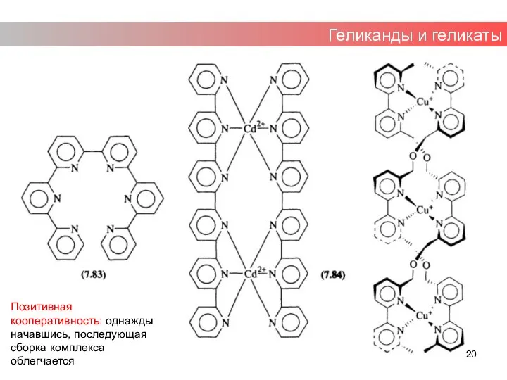 Геликанды и геликаты Позитивная кооперативность: однажды начавшись, последующая сборка комплекса облегчается