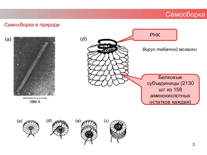 Самосборка Самосборка в природе Вирус табачной мозаики РНК Белковые субъединицы (2130