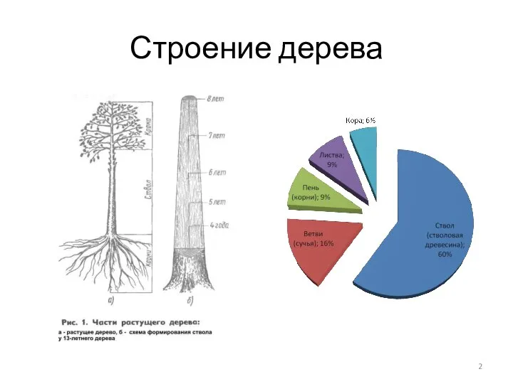 Строение дерева