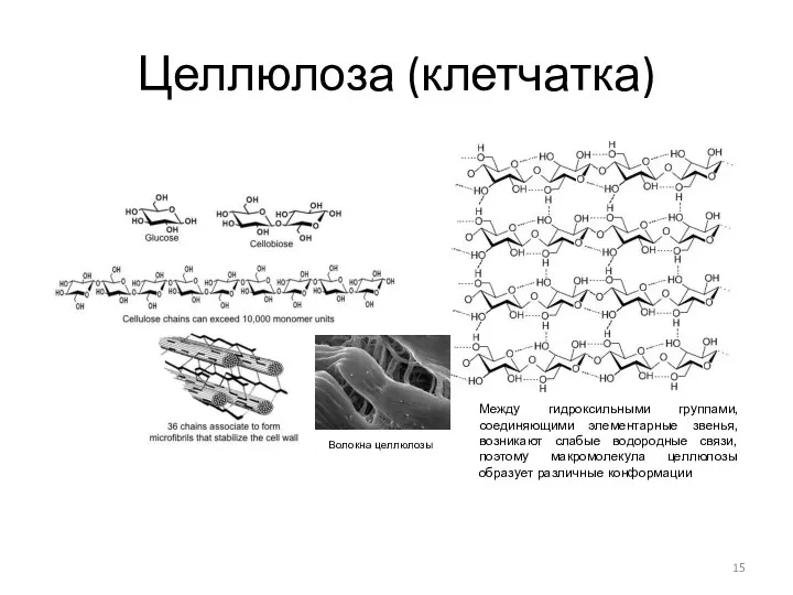 Целлюлоза (клетчатка) Между гидроксильными группами, соединяющими элементарные звенья, возникают слабые водородные