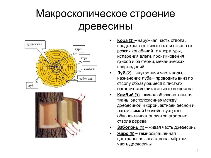 Макроскопическое строение древесины Кора (1) – наружная часть ствола, предохраняет живые