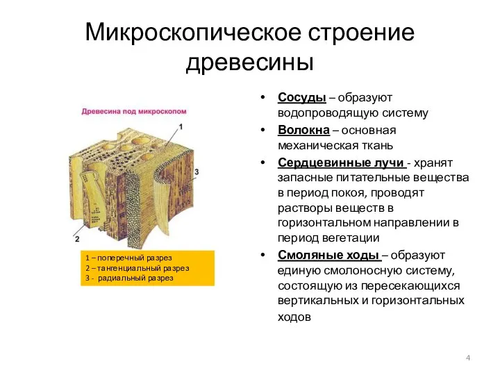 Микроскопическое строение древесины Сосуды – образуют водопроводящую систему Волокна – основная