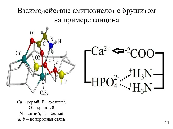 Взаимодействие аминокислот с брушитом на примере глицина Са – серый, Р