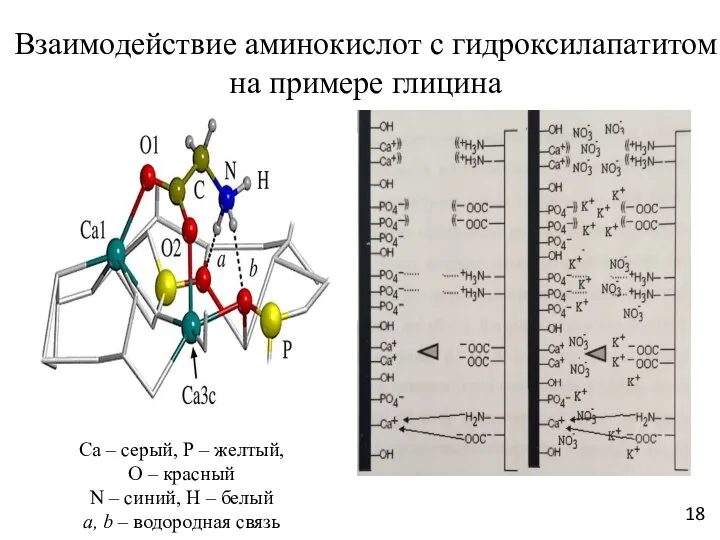 Взаимодействие аминокислот с гидроксилапатитом на примере глицина Са – серый, Р