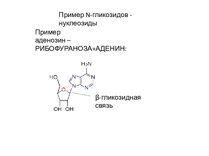 Пример N-гликозидов - нуклеозиды Пример аденозин – РИБОФУРАНОЗА+АДЕНИН: β-гликозидная связь
