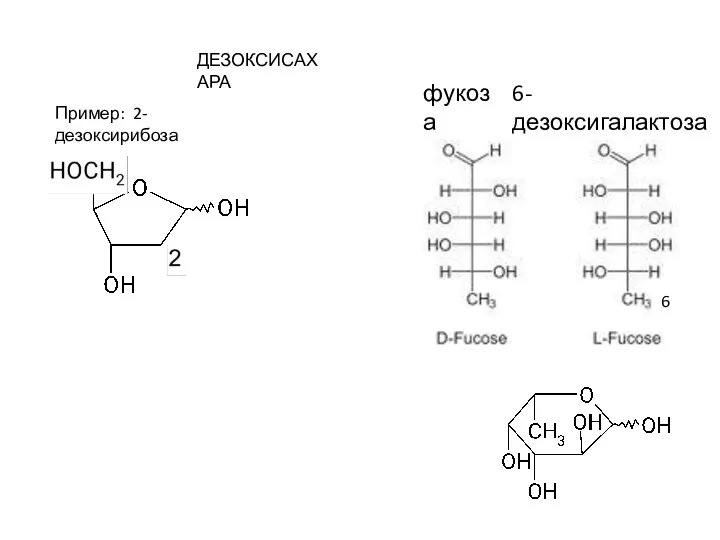 ДЕЗОКСИСАХАРА Пример: 2-дезоксирибоза фукоза 6-дезоксигалактоза 6