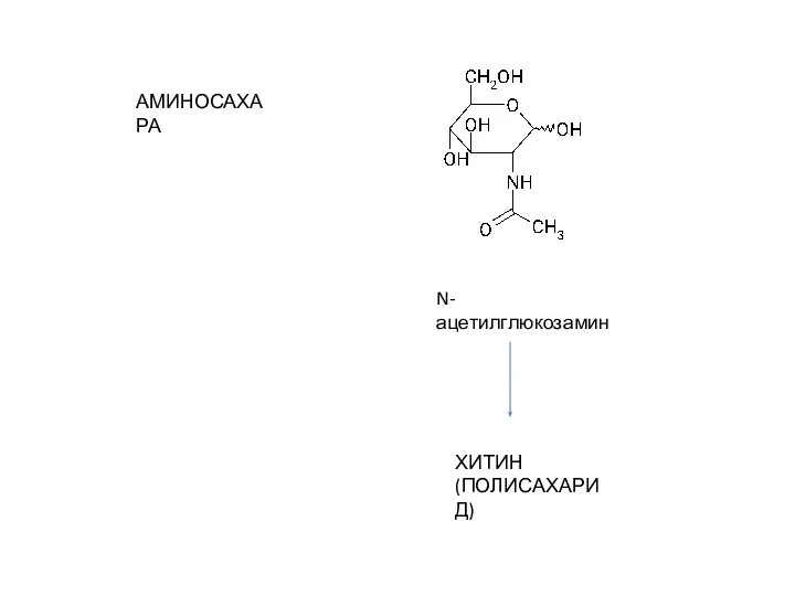 АМИНОСАХАРА N-ацетилглюкозамин ХИТИН (ПОЛИСАХАРИД)