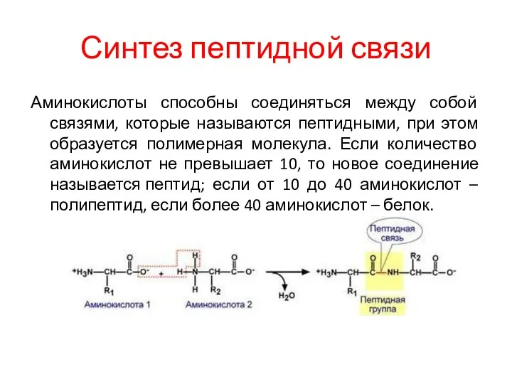 Синтез пептидной связи Аминокислоты способны соединяться между собой связями, которые называются