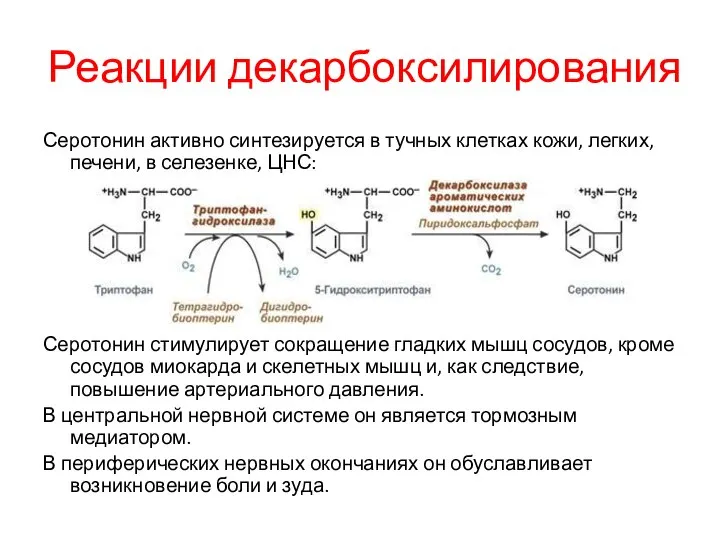 Реакции декарбоксилирования Серотонин активно синтезируется в тучных клетках кожи, легких, печени,