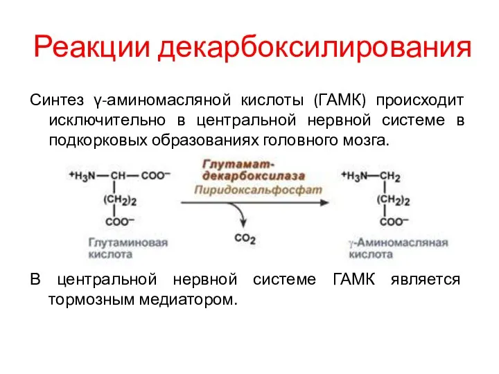 Реакции декарбоксилирования Синтез γ-аминомасляной кислоты (ГАМК) происходит исключительно в центральной нервной