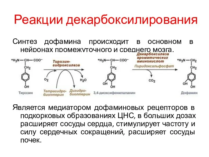 Реакции декарбоксилирования Синтез дофамина происходит в основном в нейронах промежуточного и