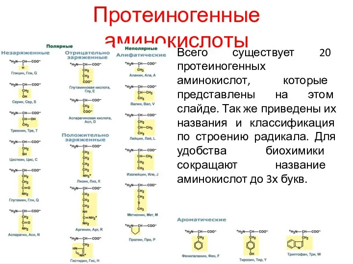 Протеиногенные аминокислоты Всего существует 20 протеиногенных аминокислот, которые представлены на этом