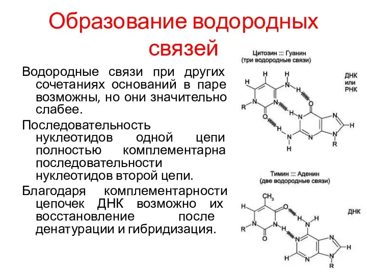 Образование водородных связей Водородные связи при других сочетаниях оснований в паре